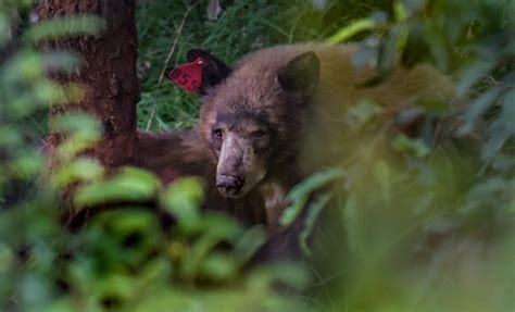 Sierra Madre declares ‘urbanized’ bears a safety threat